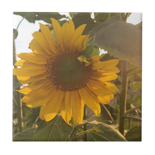 Sunflower Ceramic Tile (Front)