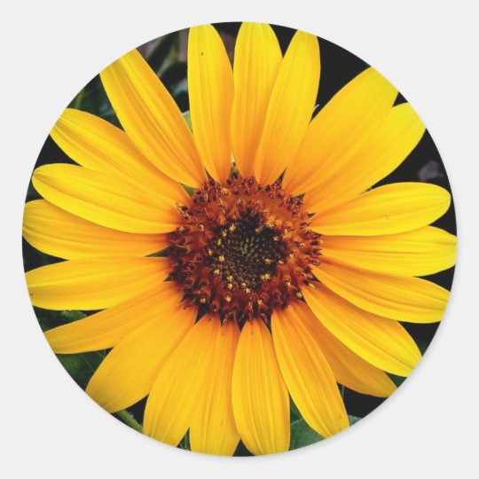 Sunflower Classic Round Sticker Zazzle