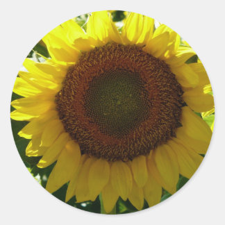 Sunflower Classic Round Sticker
