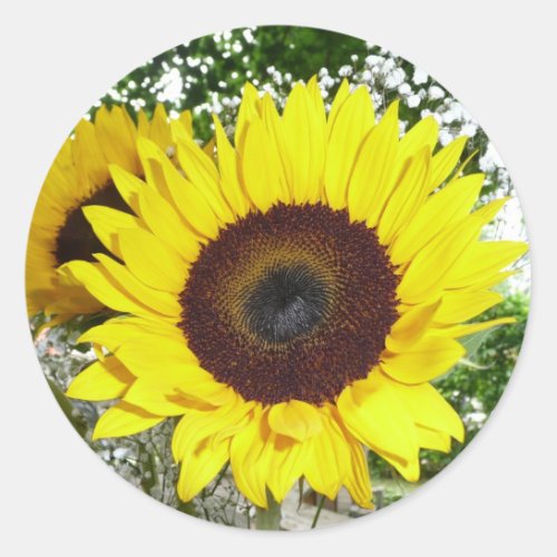 Sunflower Classic Round Sticker