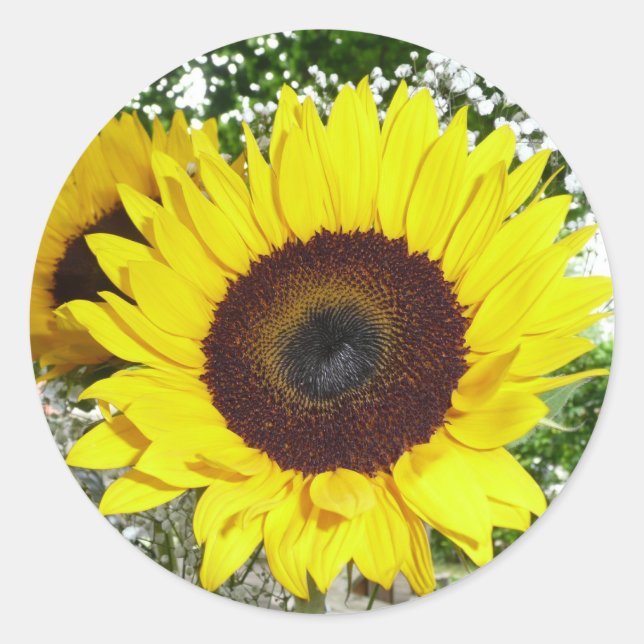 Sunflower Classic Round Sticker (Front)