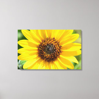 Sunflower Close Up canvas print