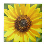 Sunflower Close Up tile<br><div class="desc">A close up of a yellow sunflower stretching its petals in August. Taken in the Sandia Mountains above Albuquerque, New Mexico. Perfect for fans of sunflowers and summer floral photography.</div>