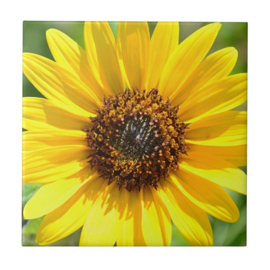 Sunflower Close Up tile | Zazzle.com