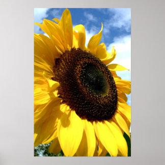 Sunflower closeup by tdgallery poster