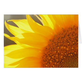 Sunflower Closeup Cards