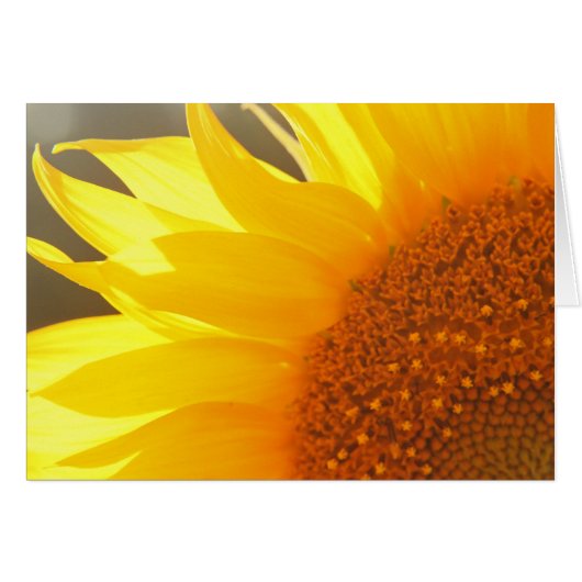 Sunflower Closeup Cards (Front Horizontal)
