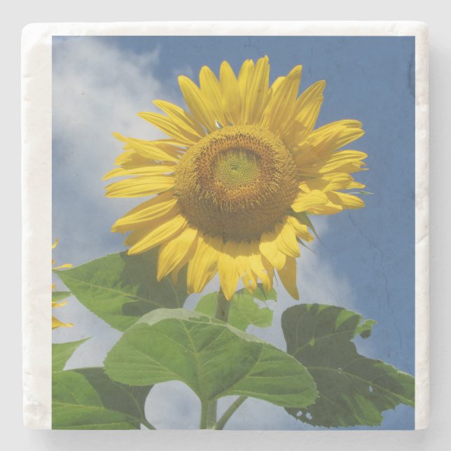 Sunflower coaster (Front)