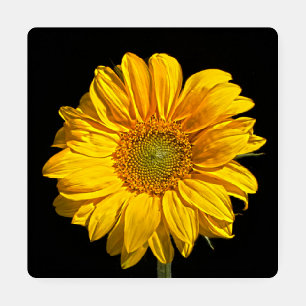 Sunflower coastera coaster set