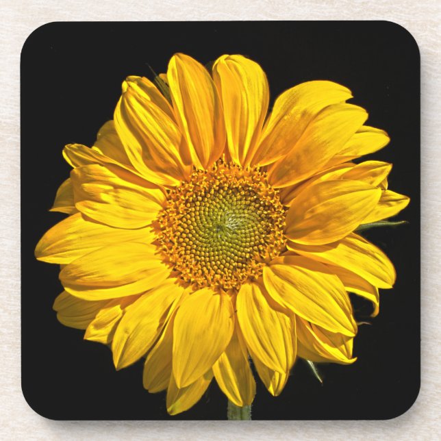 Sunflower coastercna beverage coaster (Front)