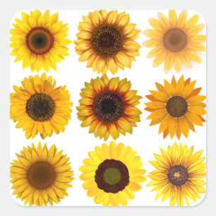 Sunflower Collage CUSTOMIZABLE Stickers