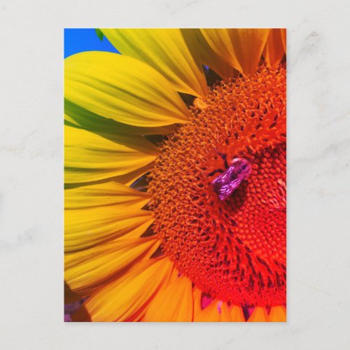 Sunflower Colorful Honey Bee Postcard