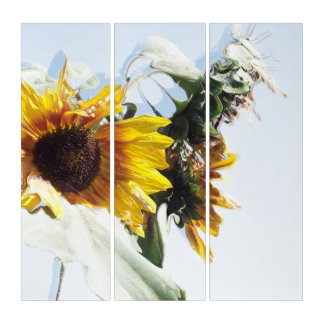 Sunflower Comic Herbst Blume Triptych