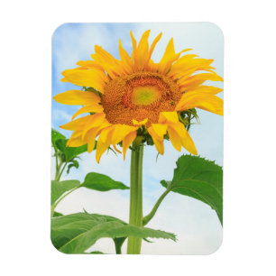 Sunflower, community garden, Moses Lake, WA, USA Magnet