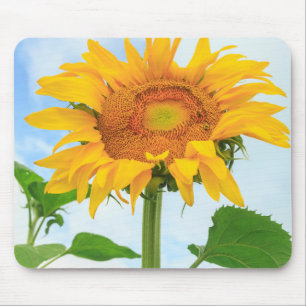 Sunflower, community garden, Moses Lake, WA, USA Mouse Pad