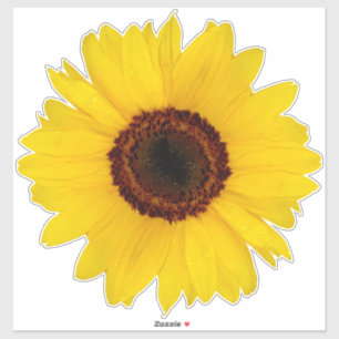 Sunflower Contour Sticker