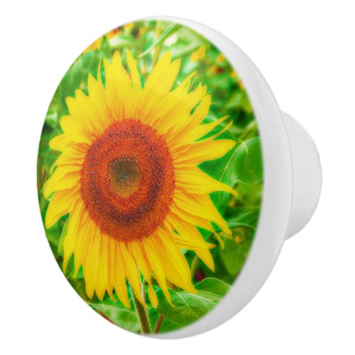 Sunflower Country Yellow Green Bright Floral Ceramic Knob
