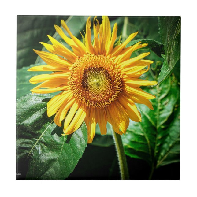 Sunflower Delight Ceramic Tile (Front)