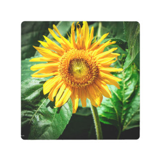 Sunflower Delight Metal Print