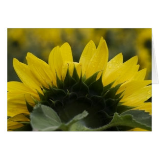 Sunflower Detail Cards