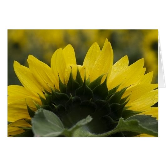 Sunflower Detail Cards (Front Horizontal)