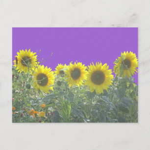 Sunflower DIY Postcard