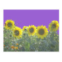 Sunflower DIY Postcard