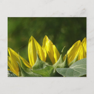 Sunflower DIY Postcard