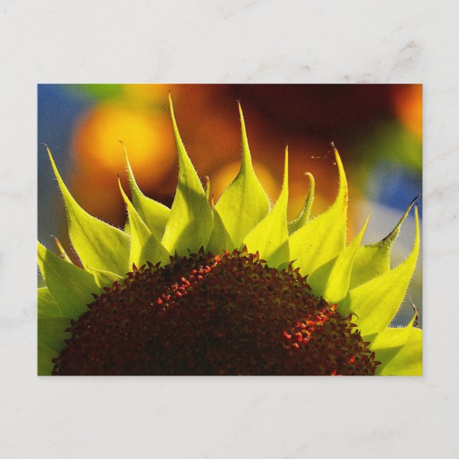 Sunflower Dreams Postcard (Front)