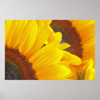 Sunflower Duet Poster