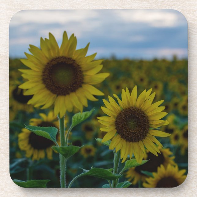 Sunflower Duo Close Up Beverage Coaster (Front)