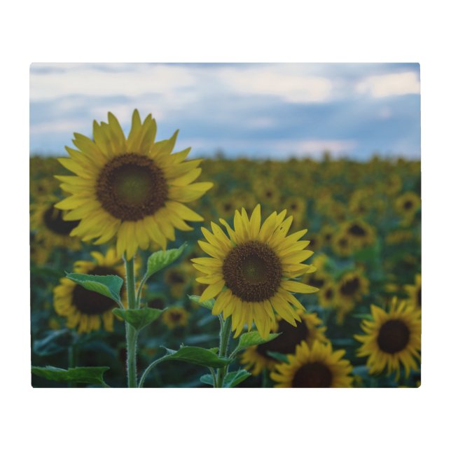 Sunflower Duo Close Up Metal Print (Front)