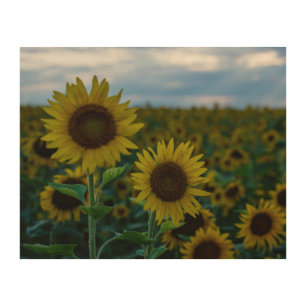 Sunflower Duo Close Up Wood Wall Art