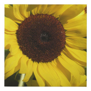 Sunflower Faux Canvas Print
