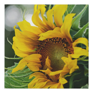 Sunflower Faux Canvas Print