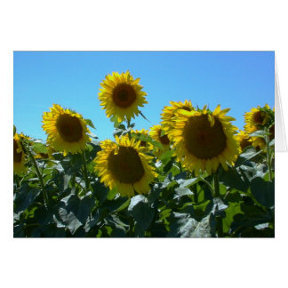 Sunflower Fest -- Card