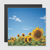 Sunflower field  (Front/Back)