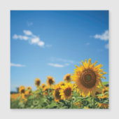 Sunflower field  (Front)
