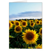 Sunflower Field (Front)