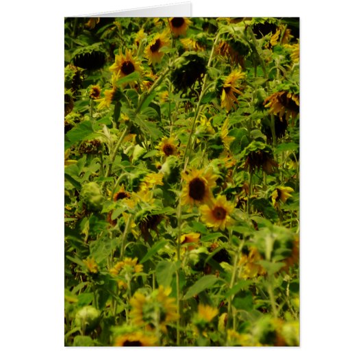 Sunflower field (Front)