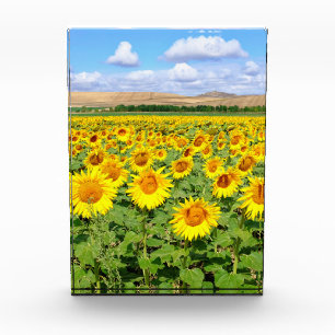 Sunflower field acrylic award