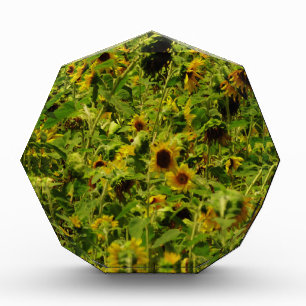 Sunflower field acrylic award