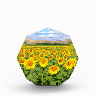 Sunflower field acrylic award