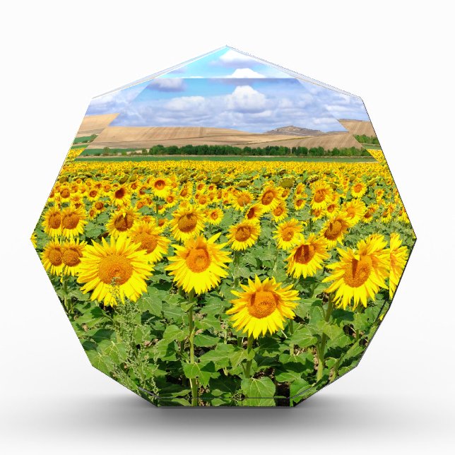 Sunflower field acrylic award (Front)