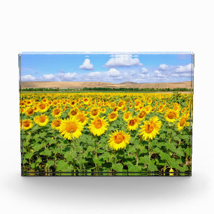 Sunflower field acrylic award