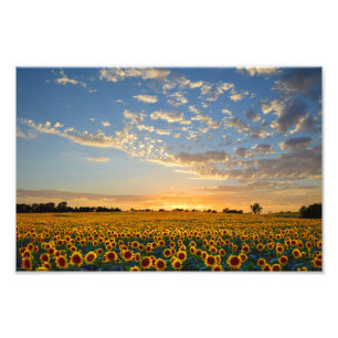 Sunflower Field at Sunset, 12x8 Photo Print