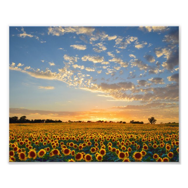 Sunflower Field at Sunset Photo Print (Front)