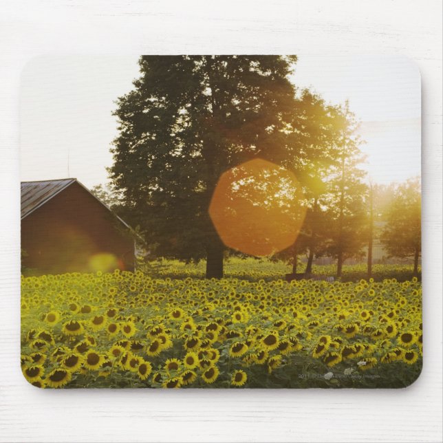 Sunflower Field At Sunset With A Barn Mouse Pad (Front)