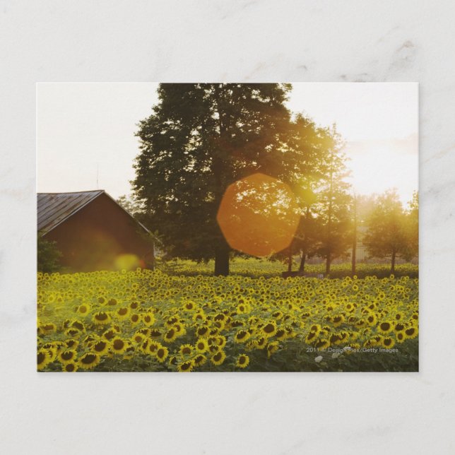 Sunflower Field At Sunset With A Barn Postcard (Front)