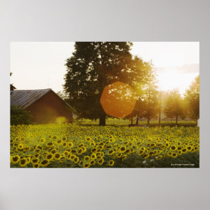Sunflower Field At Sunset With A Barn Poster